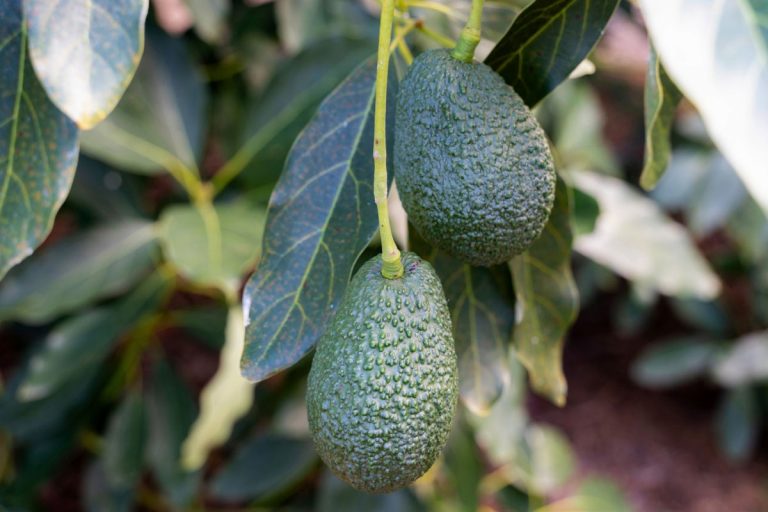 cultivo aguacates