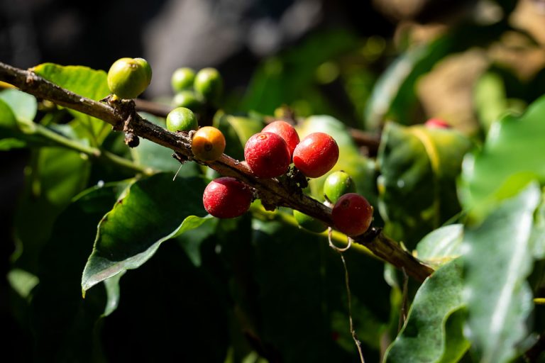 Cultivo de café ecológico en Ecofinca Nogales